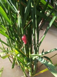 Puesta caracol manzana