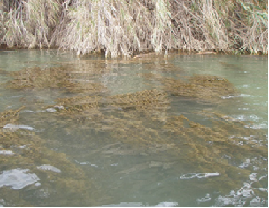 Macrfitos en el ro Ebro